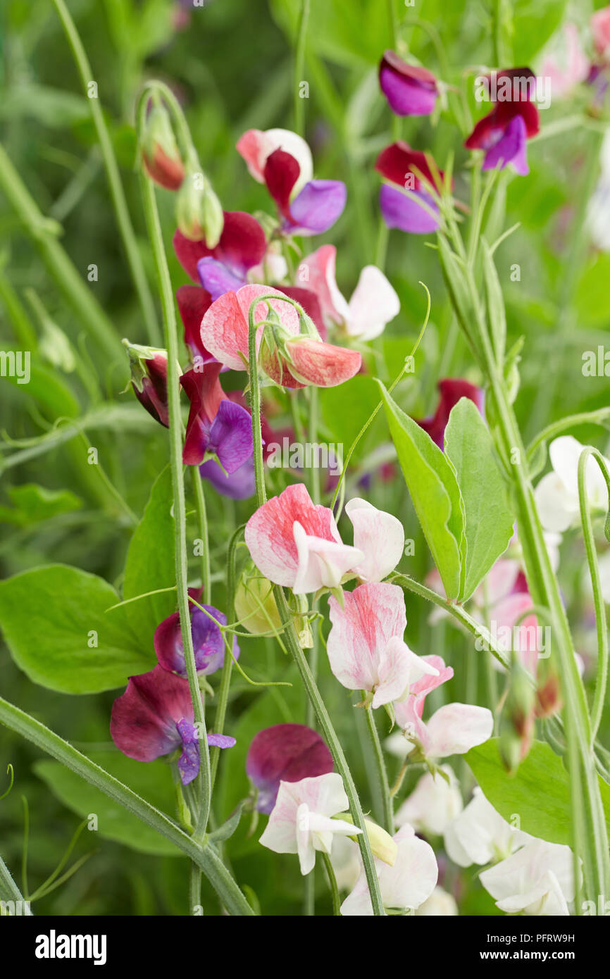 Lathyrus odoratus (Sweet pea) flowers Stock Photo