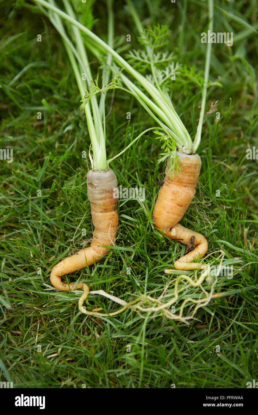 Unusual, irregularly shaped biodynamic carrots Stock Photo
