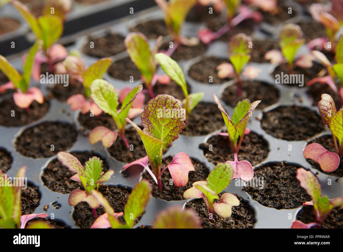 Biodynamic red mustard seedlings Stock Photo