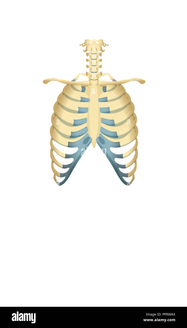 Illustration, ribcage Stock Photo