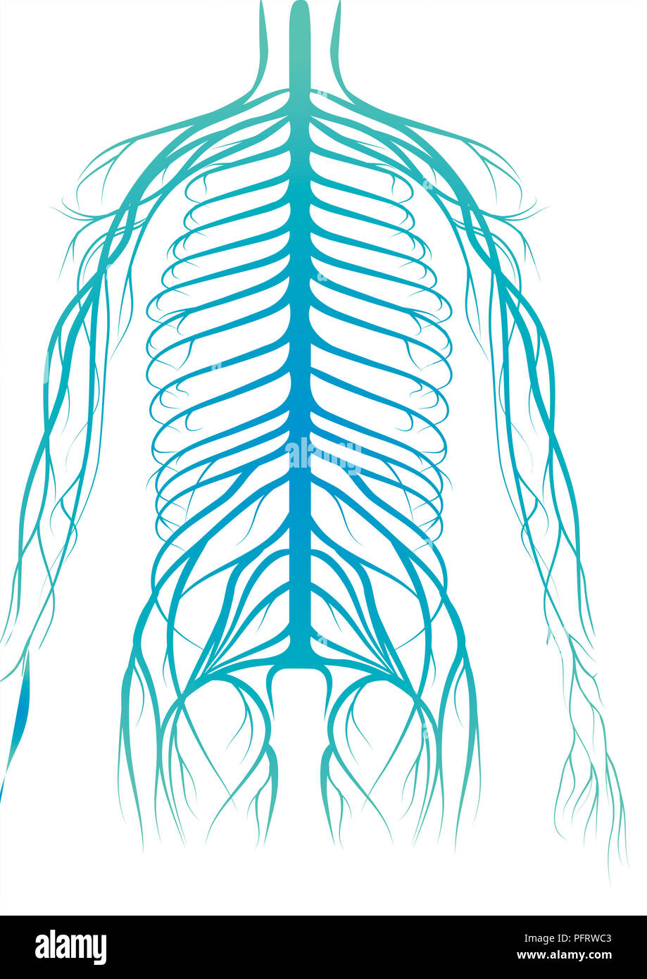 Illustration, human nervous system Stock Photo