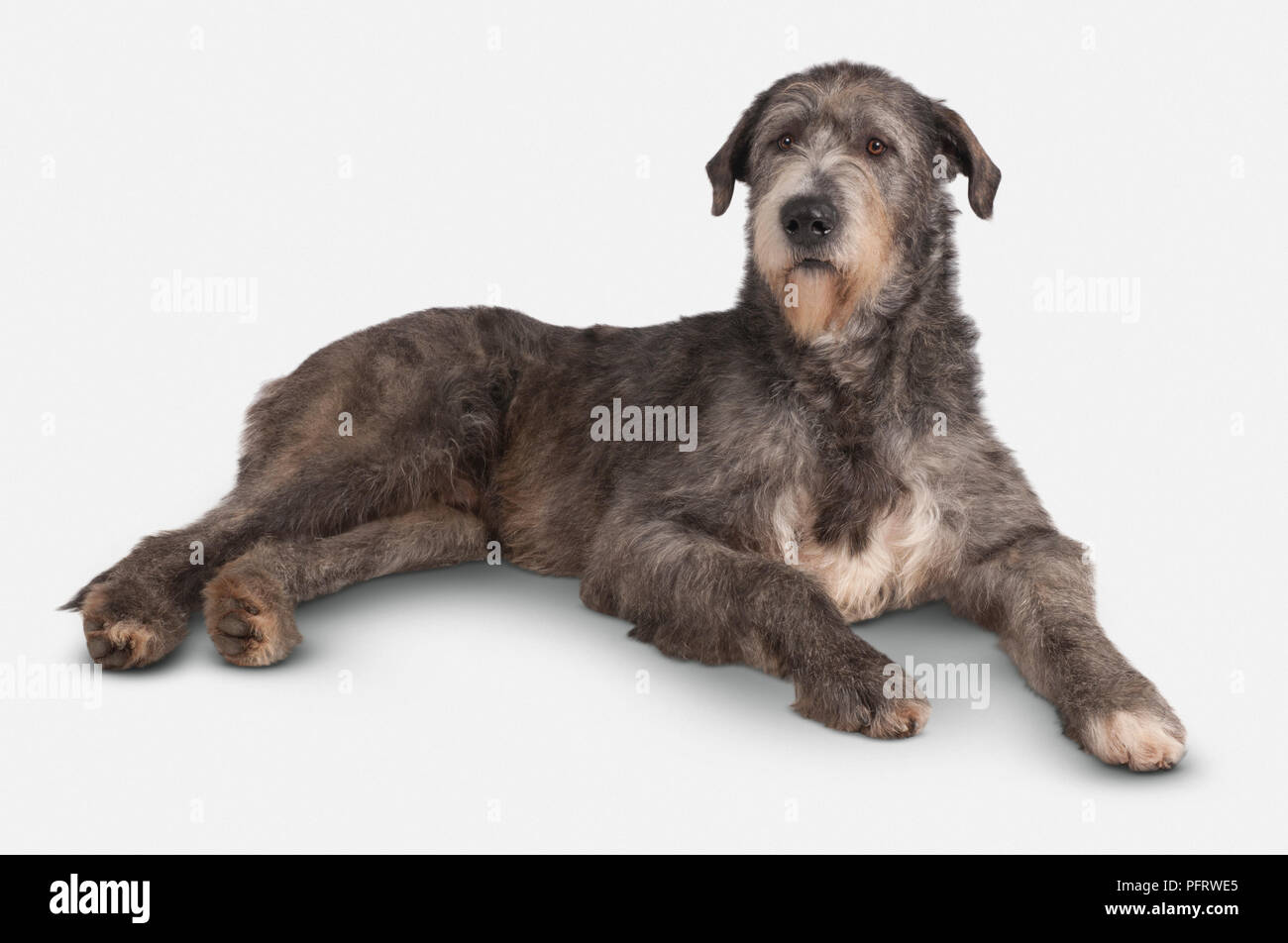 Irish Wolfhound, 21monthold male dog, brindle Stock Photo Alamy