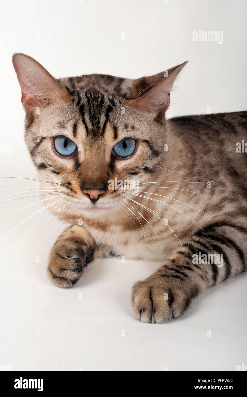 Brown rosetted Bengal cat with blue eyes, portrait, looking at camera Stock Photo