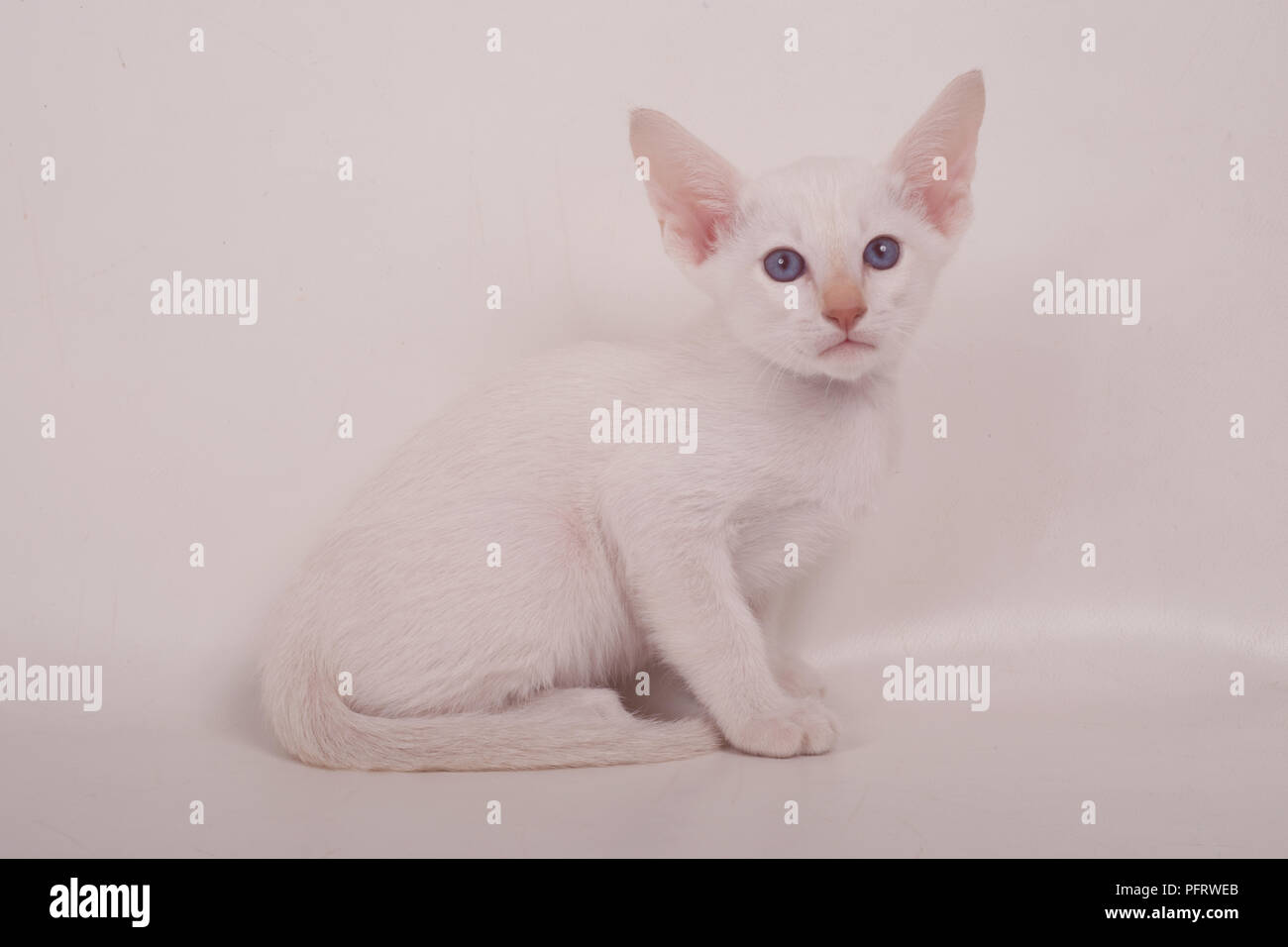 White Oriental Shorthair Kitten With Blue Eyes Sitting Looking