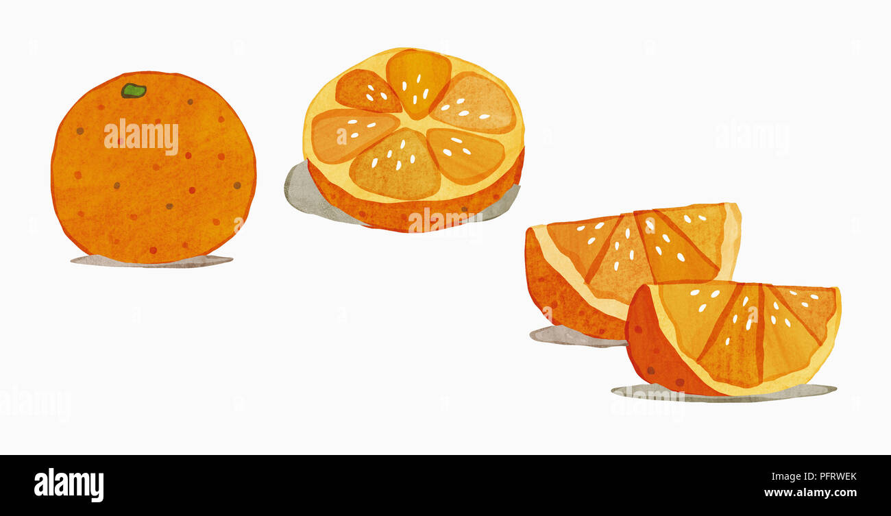 Illustration, orange, whole and segments Stock Photo
