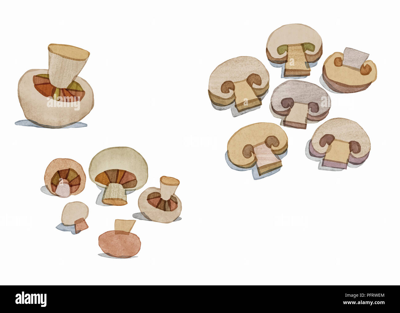 Illustration, Mushrooms, whole and sliced Stock Photo