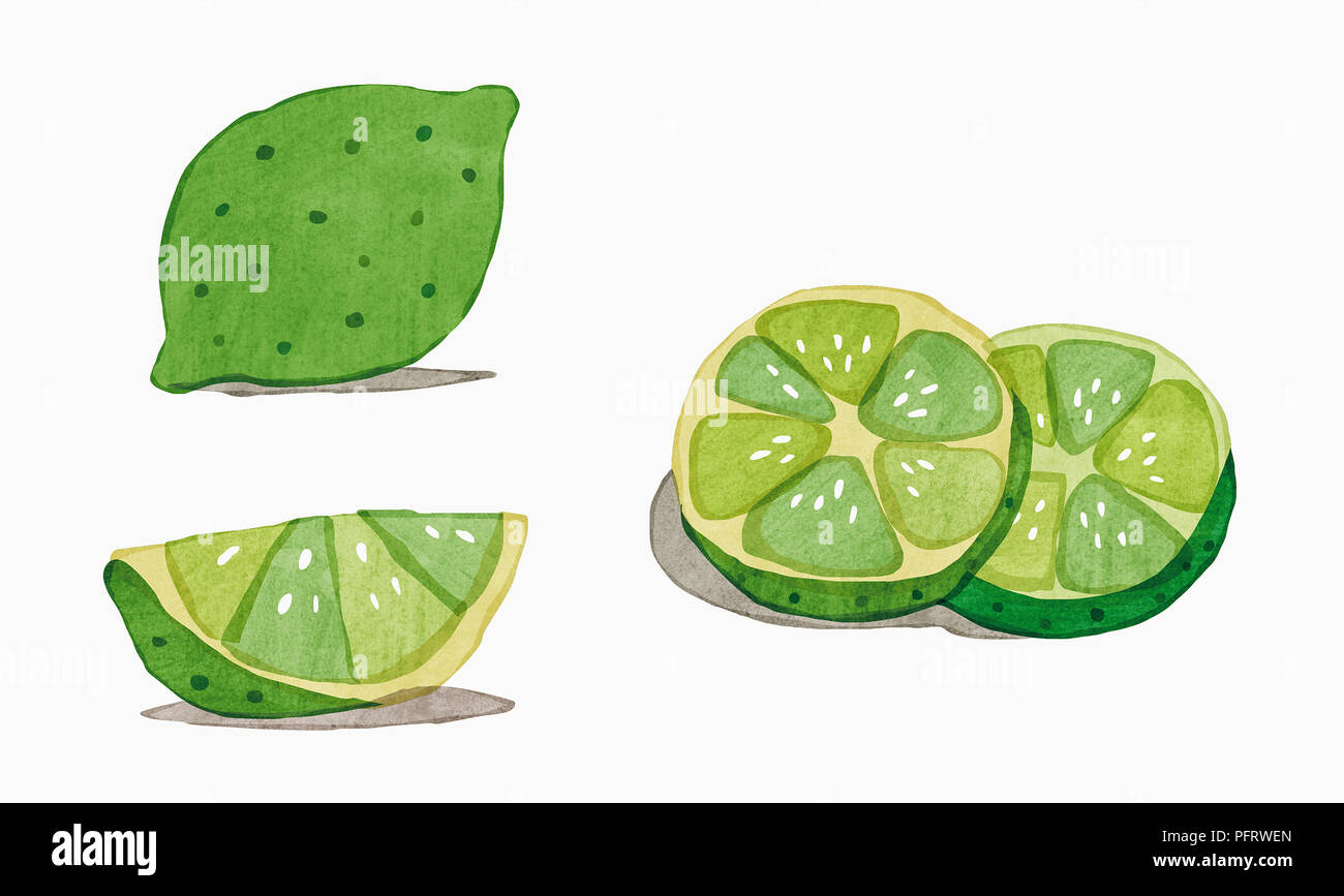 Illustration, Lime, whole and segments Stock Photo