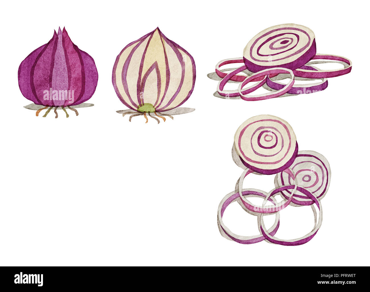Illustration, Red onions Stock Photo