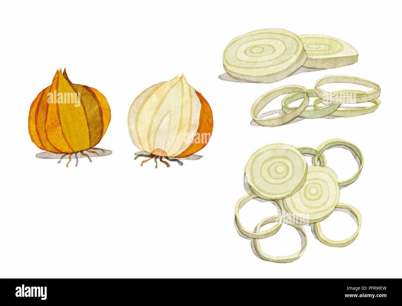 Illustration, Onions Stock Photo