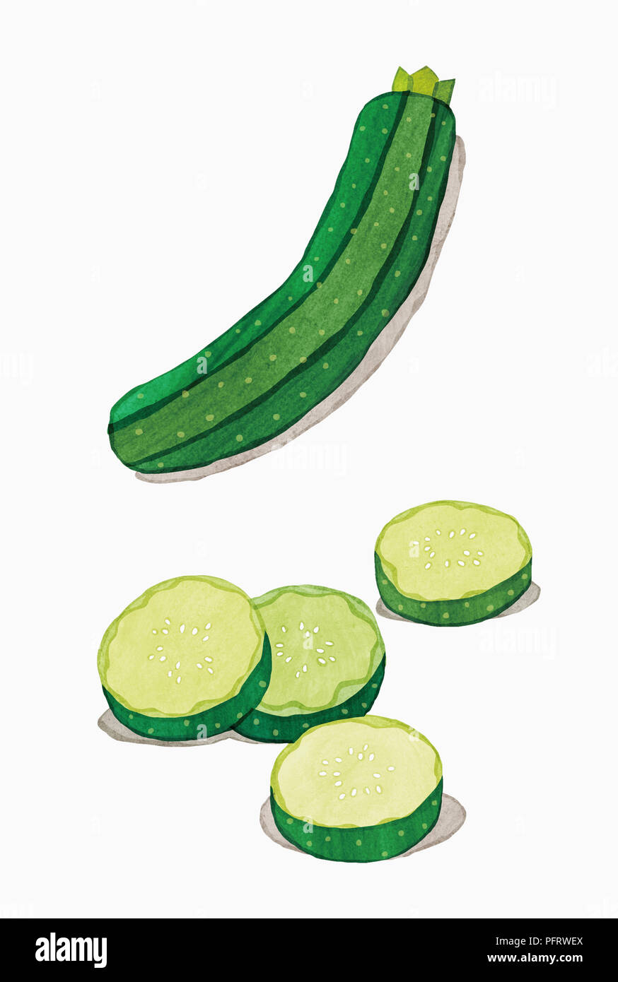 Illustration, Courgette Stock Photo
