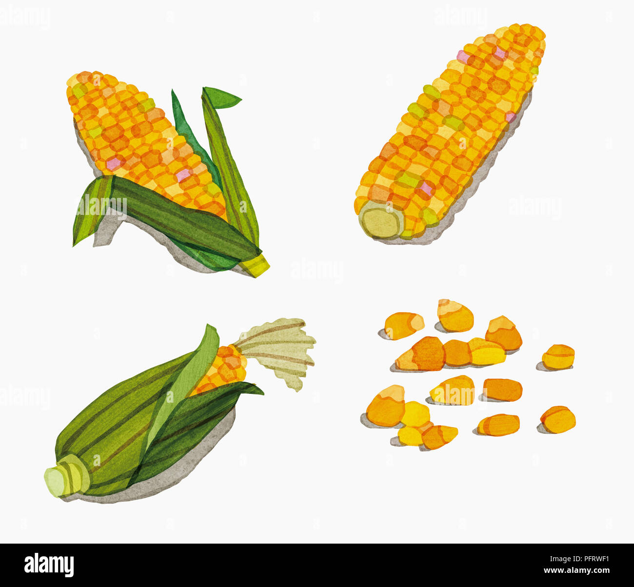 Illustration, Corn on the cob and kernels Stock Photo