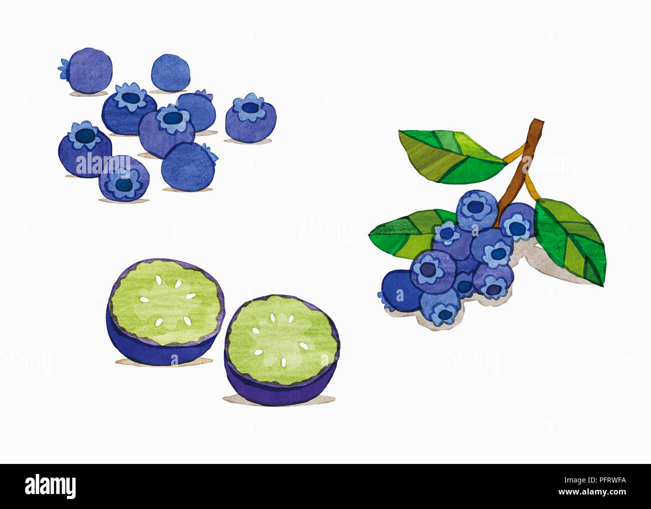 Illustration, Blueberries Stock Photo