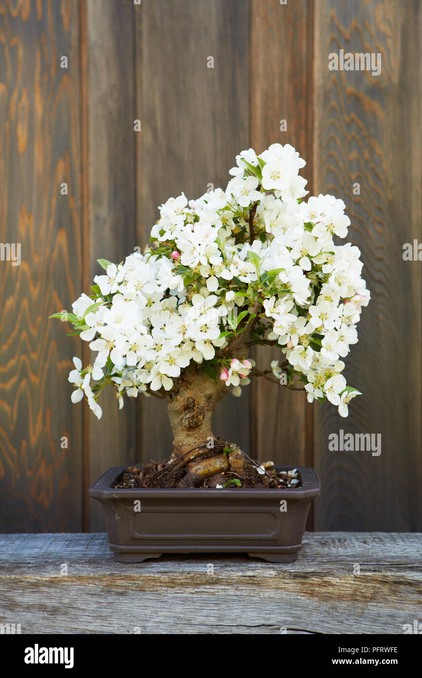 Bonsai Crab Apple, Malus, white flowering bonsai tree Stock Photo