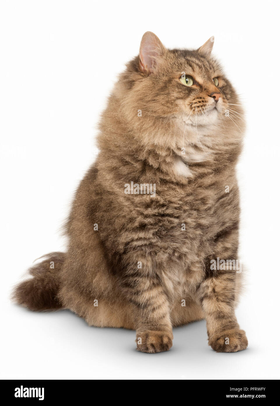 Siberian Cat Stock Photo
