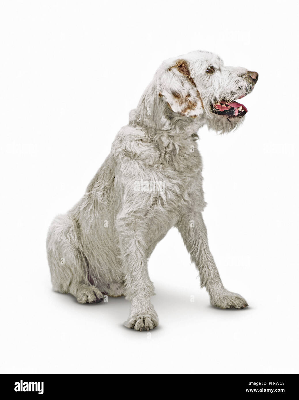 Istrian Rough Coated Hound Istrian Coarse Haired Hound Stock Photo Alamy