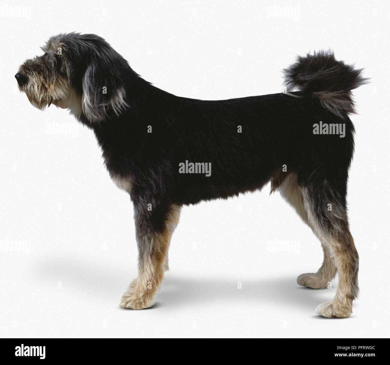 Tibetan Kyi Apso High Resolution Stock Photography and Images Alamy