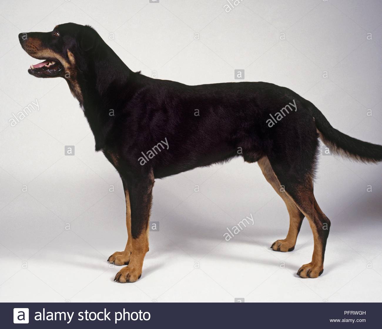 Huntaway Dog Stock Photos & Huntaway Dog Stock Images Alamy