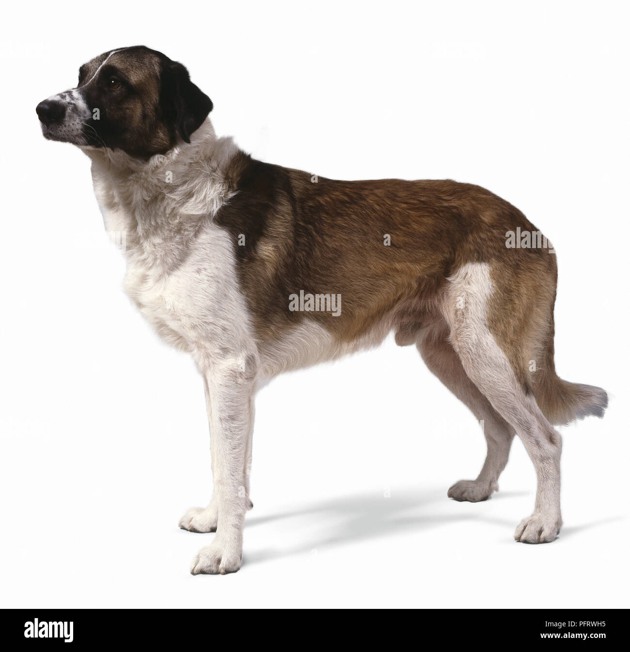Rafeiro Do Alentejo or Portuguese Watchdog, brown and white dog, standing, side view Stock Photo