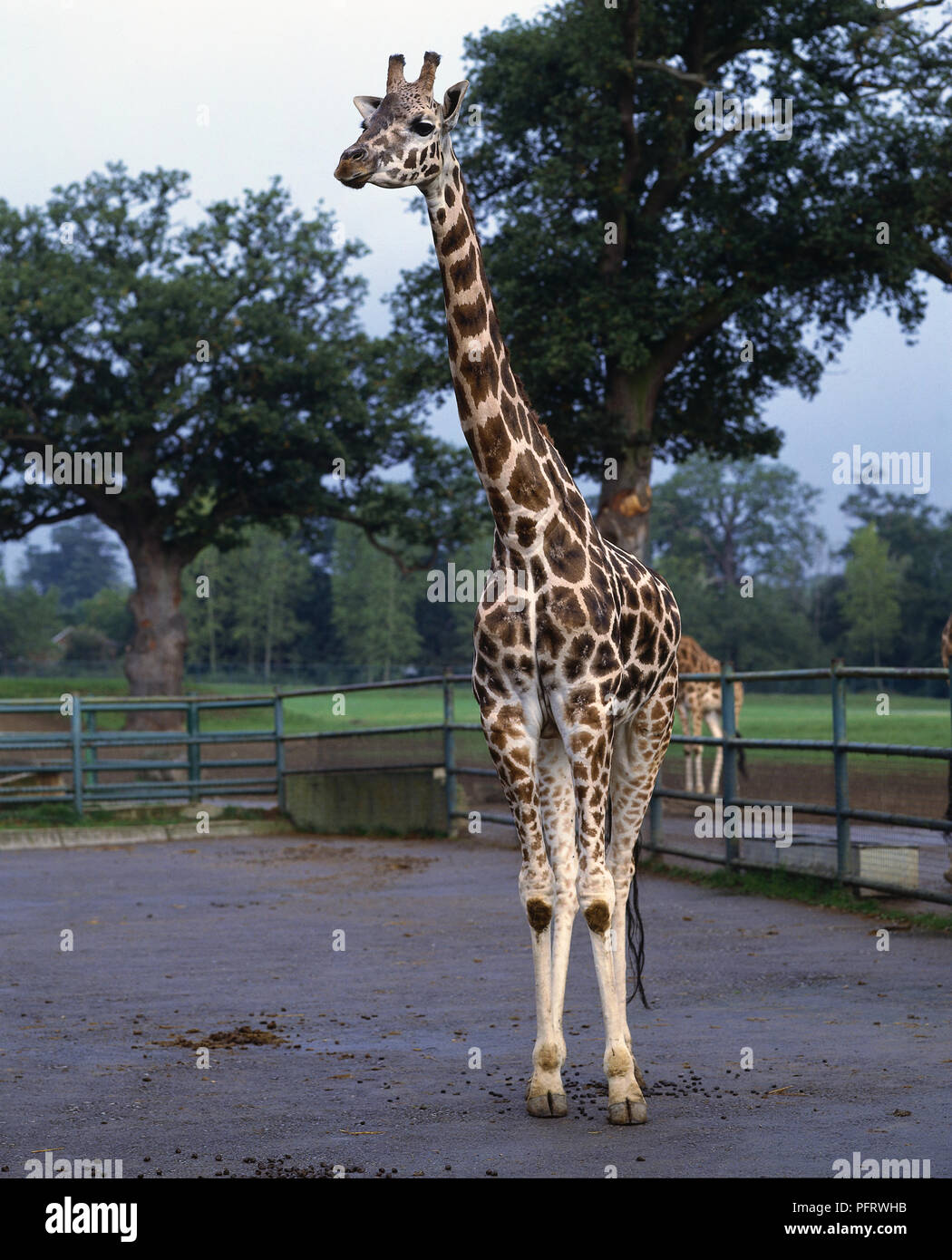 Front on view of a one year old giraffe. Stock Photo