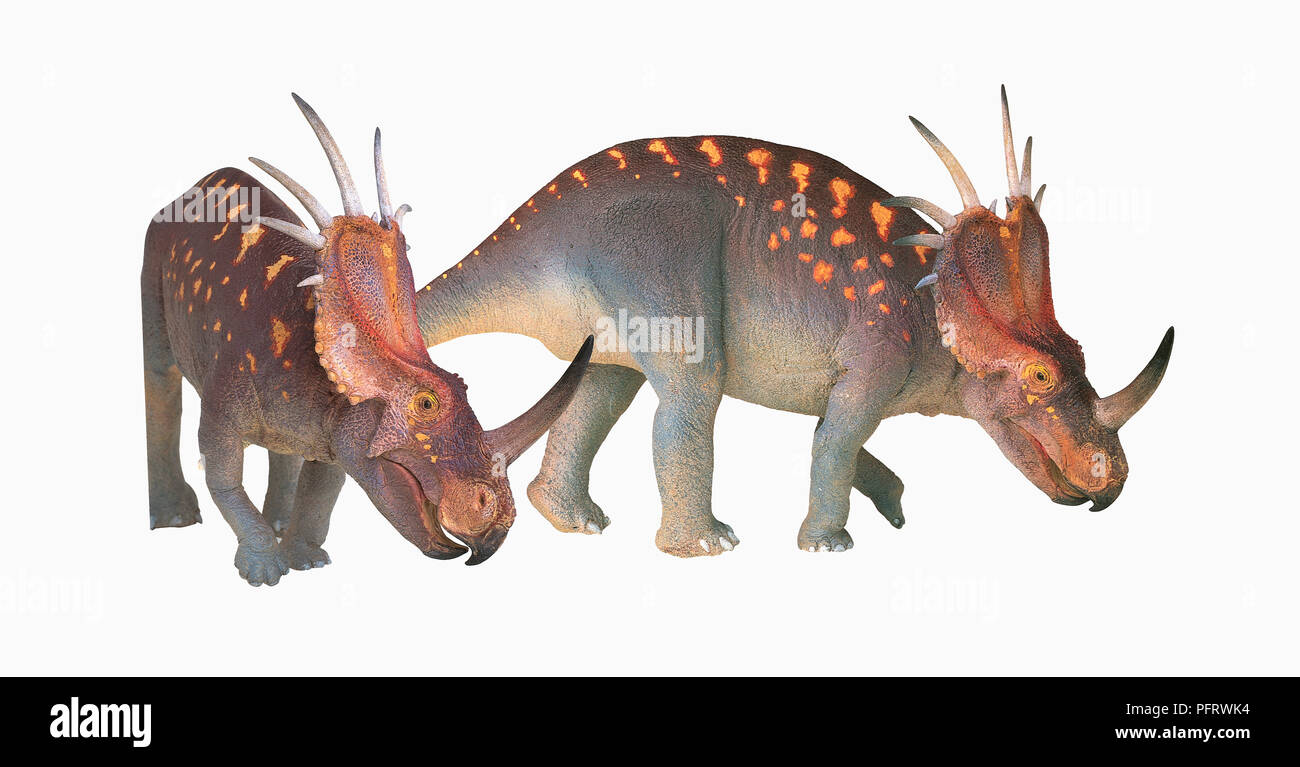 Illustration of Styracosaurus Stock Photo