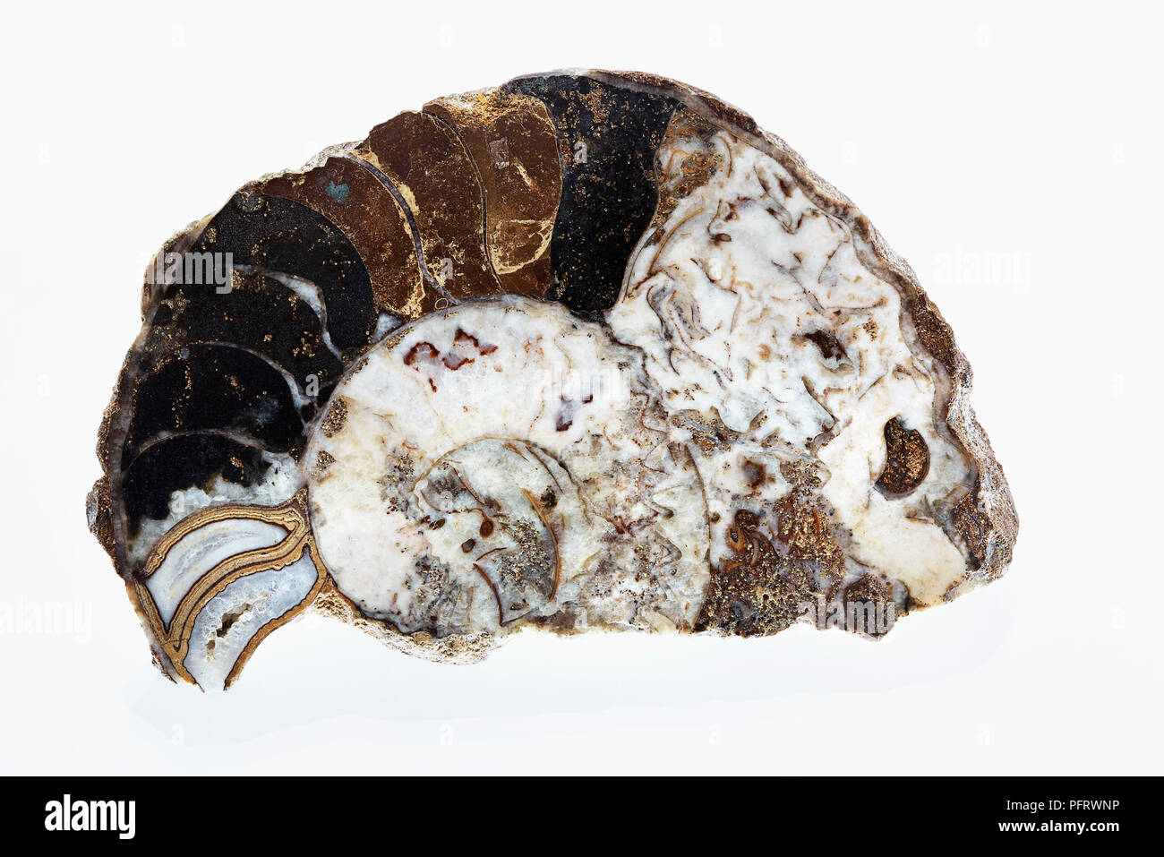 Gem Ammonite Rough 01 D17 Stock Photo