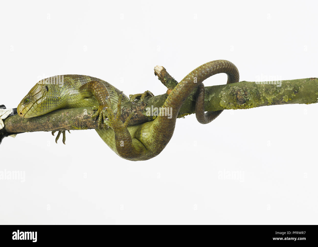 Monkey tail lizard Stock Photo