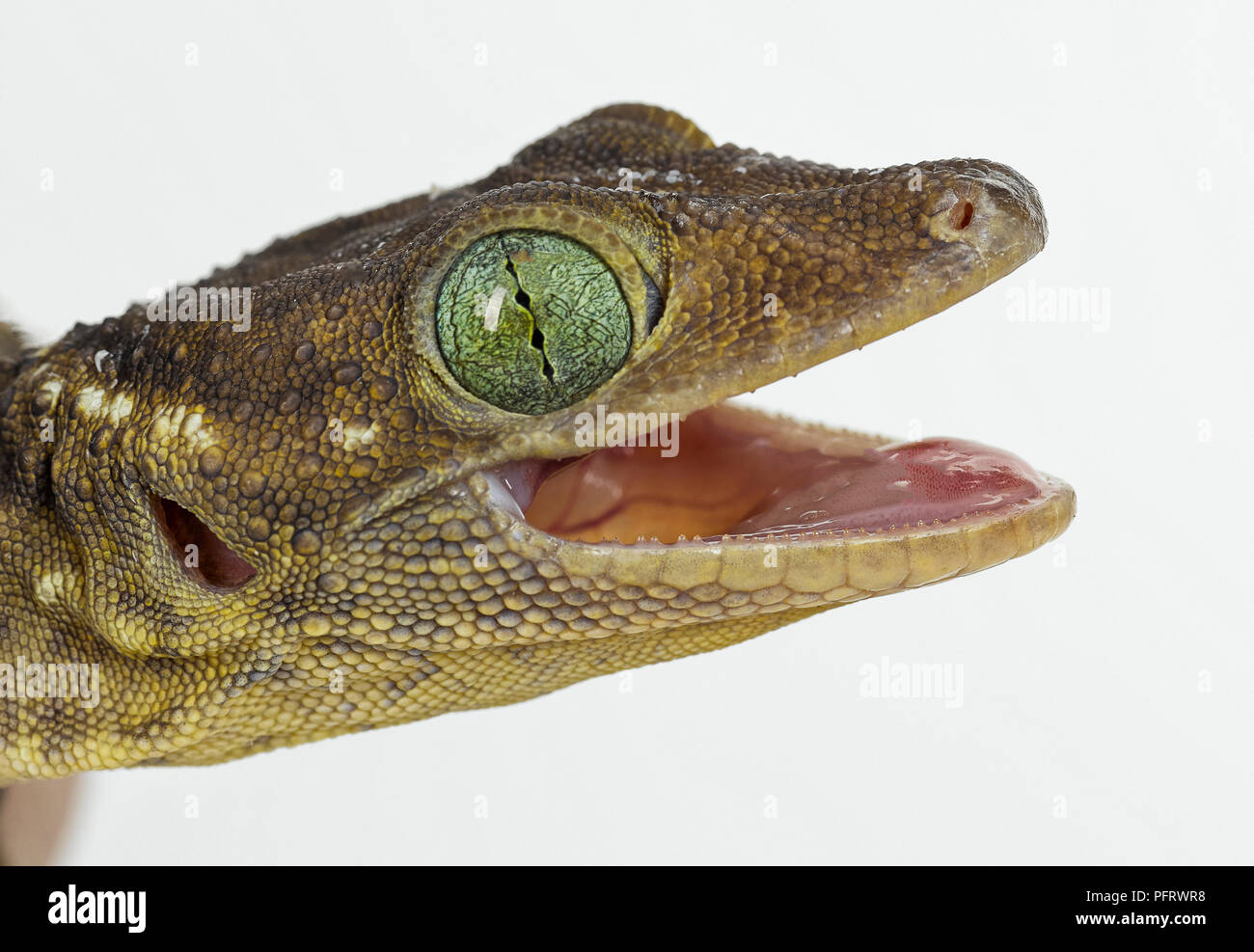 Green Eyed Gecko Stock Photo