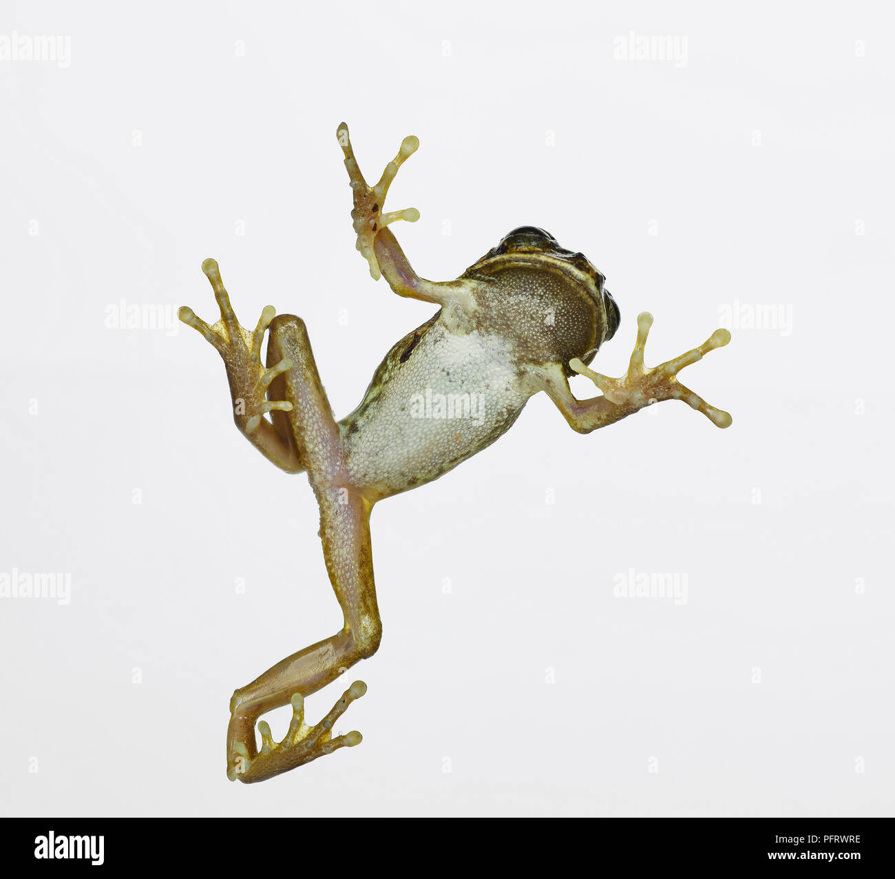 Big Eyed Tree Frog (male) Stock Photo