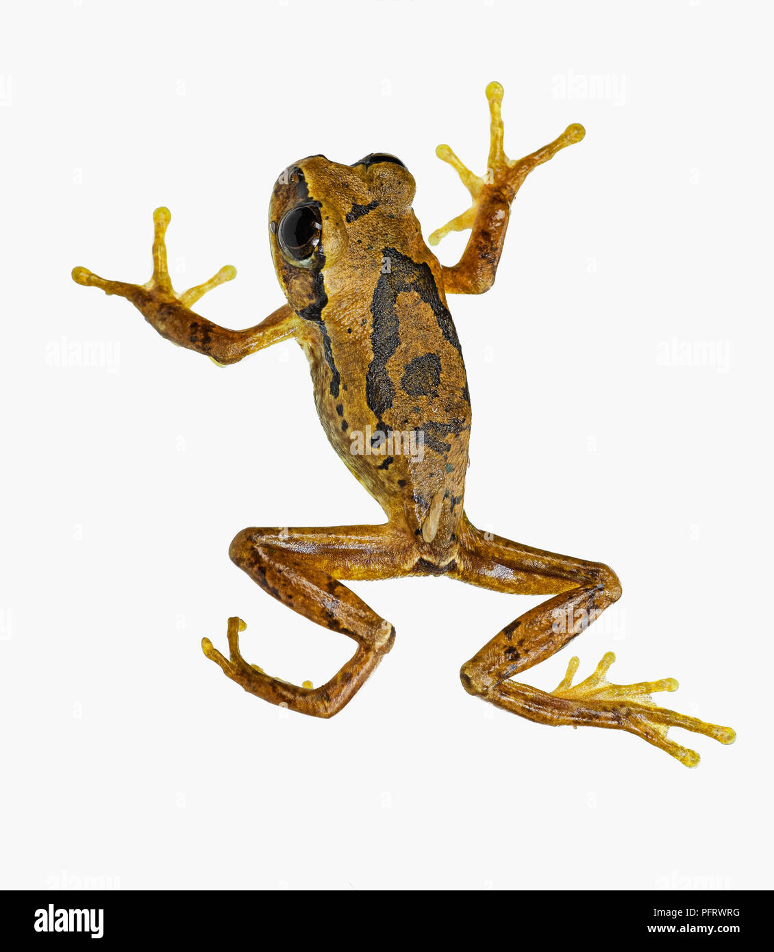 Big Eyed Tree Frog (male) Stock Photo