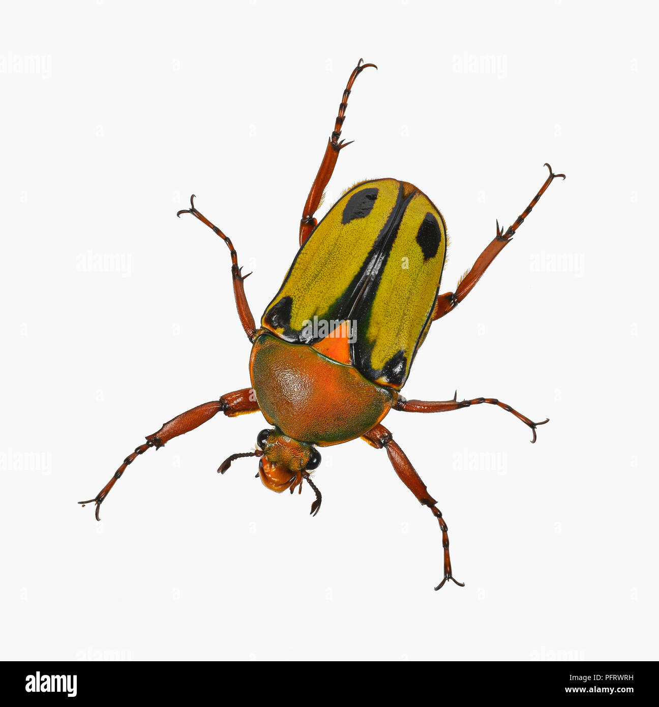 Fruit beetle Stock Photo