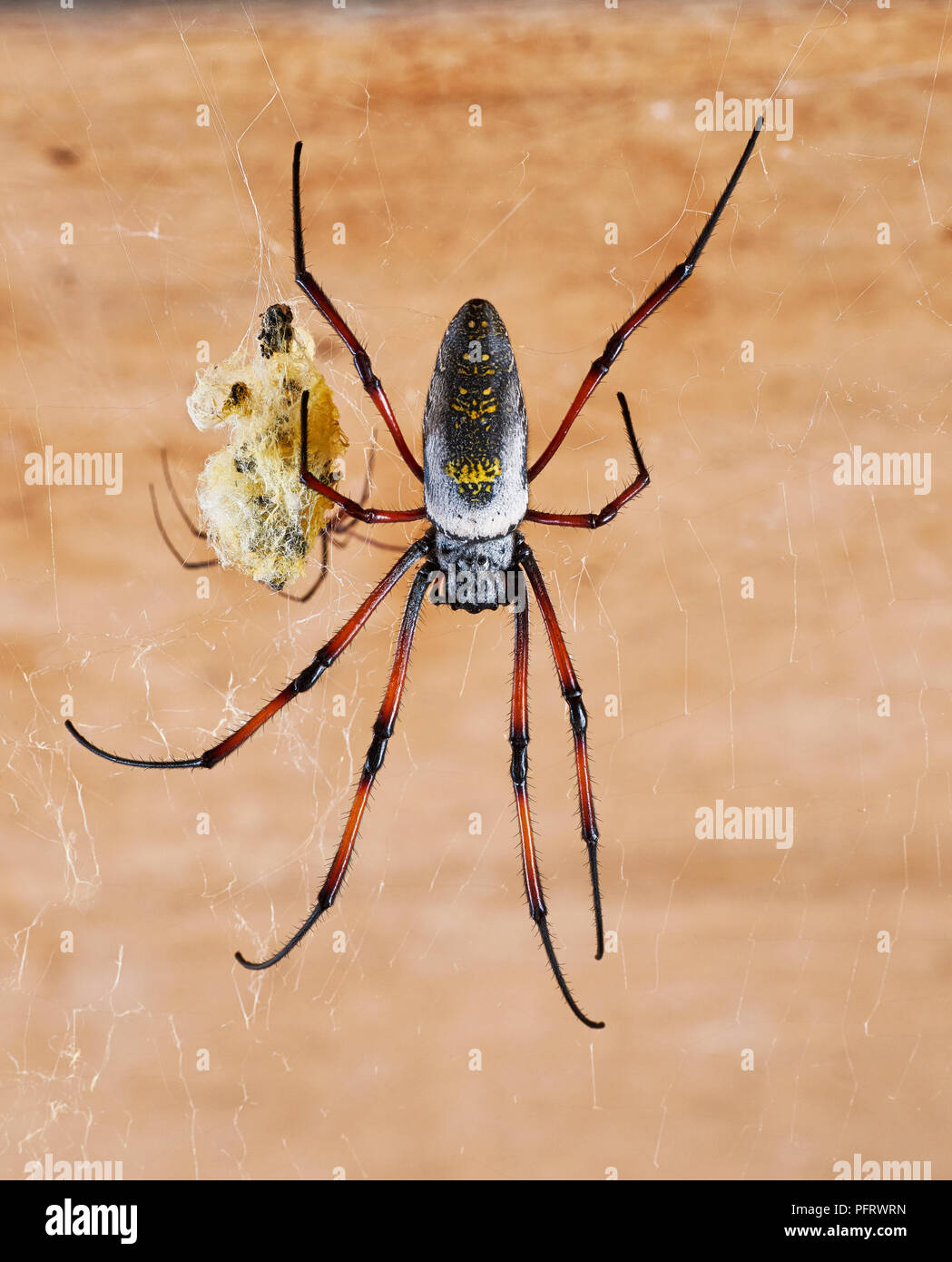 Orb weaver spider (Nephila) Stock Photo
