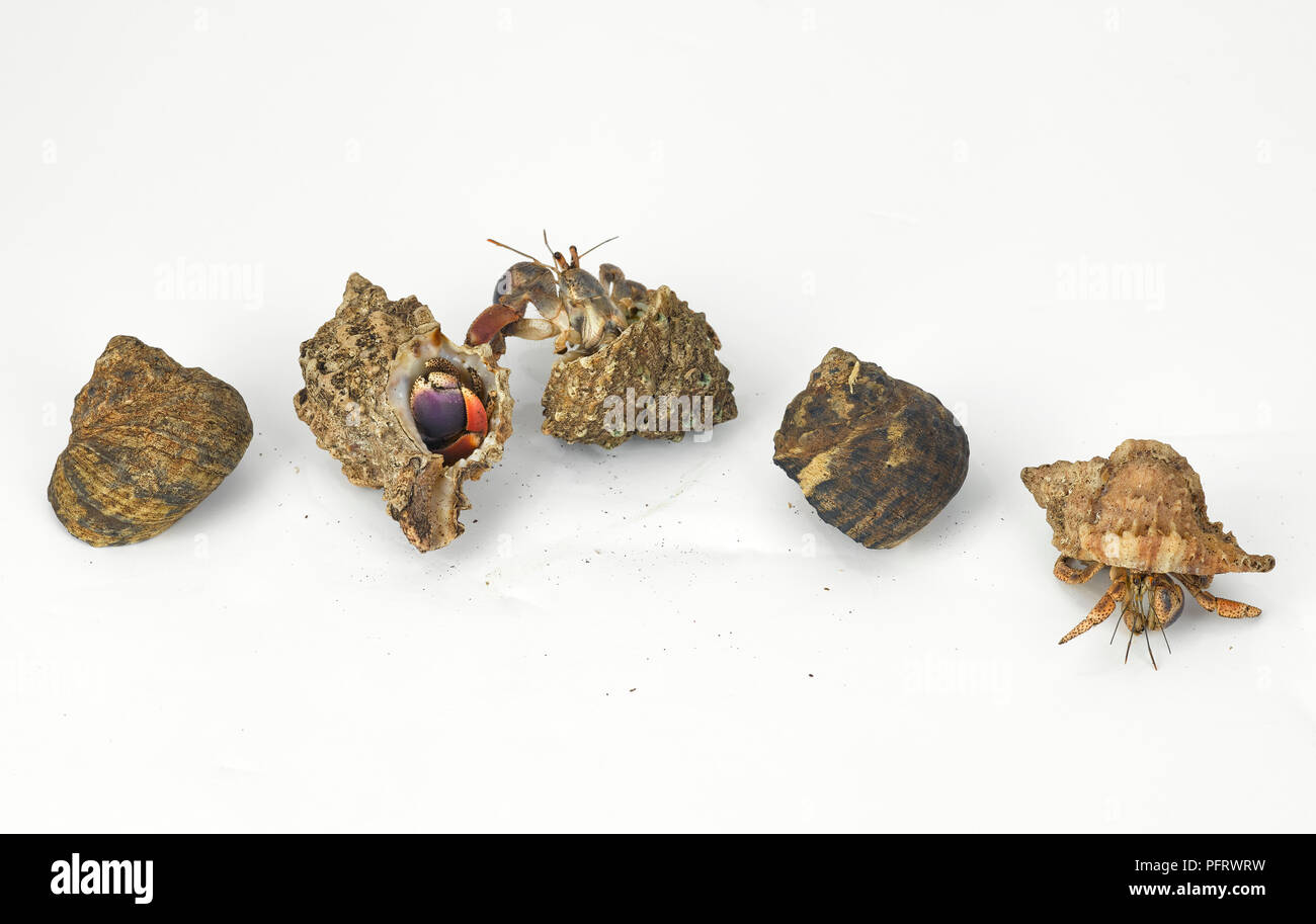 Caribbean hermit crabs (Coenobita clypeatus) Stock Photo