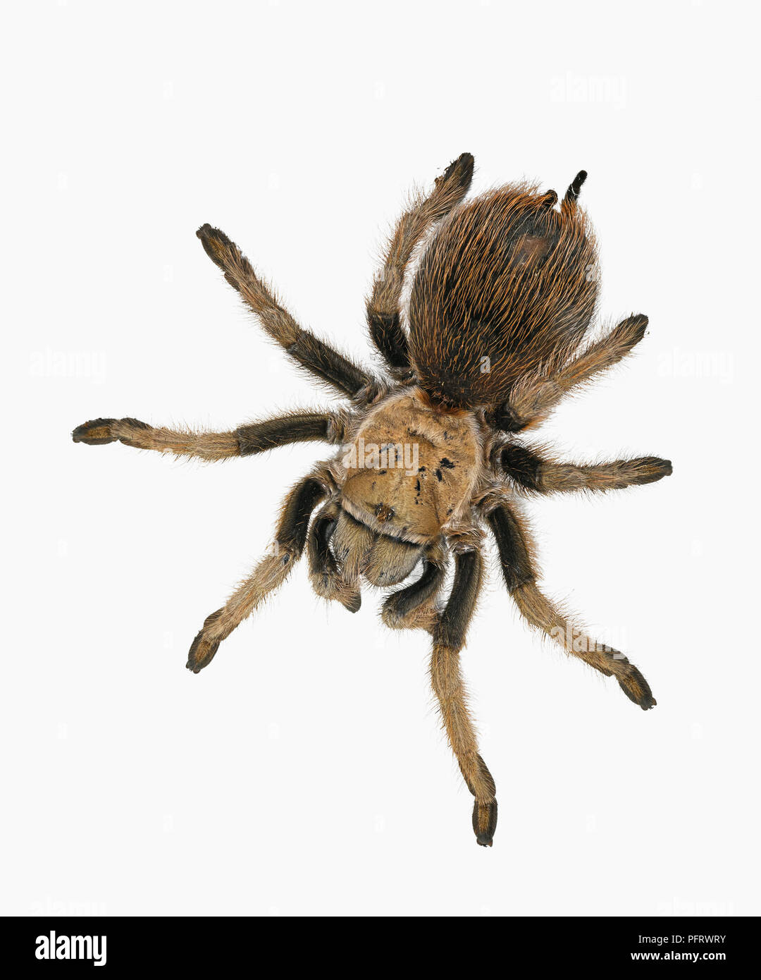Desert blond tarantula (Aphonopelma chalcodes) Stock Photo