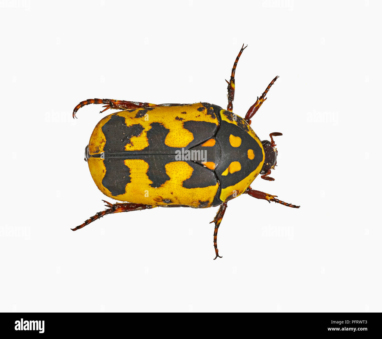 Garden fruit chafer (Flaviventris) Stock Photo