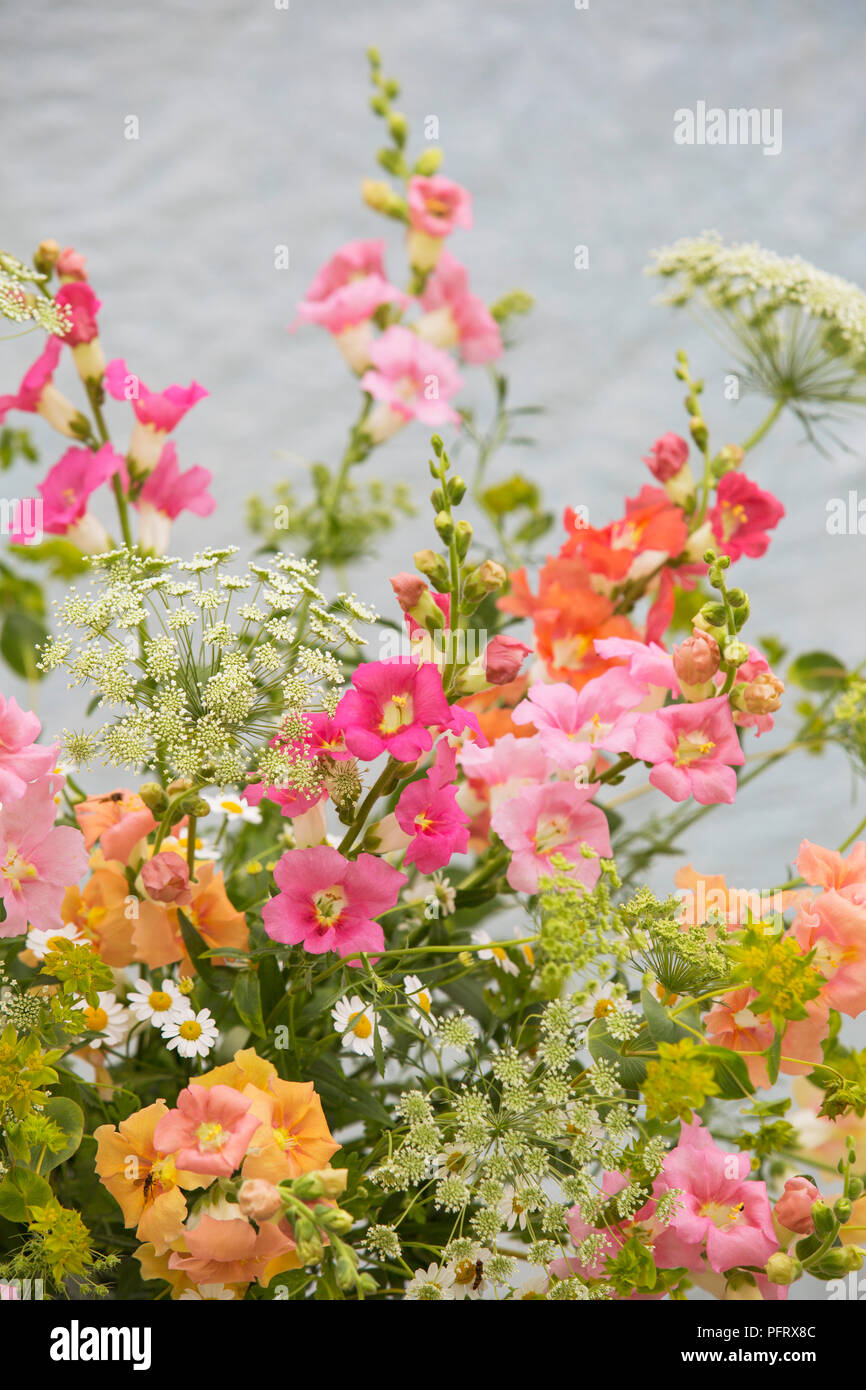 Snapdragon arrangement Stock Photo