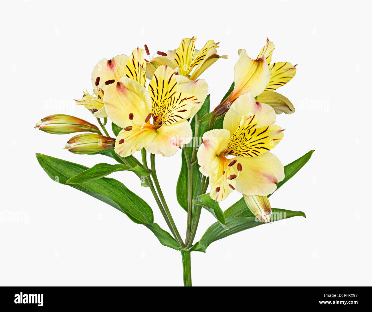 Peruvian lily Stock Photo