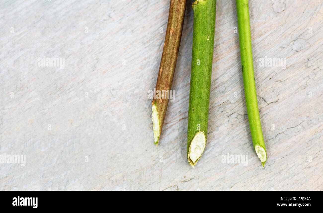 Cut flower stems Stock Photo Alamy
