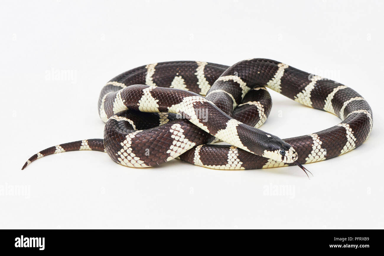 California king snake, Lampropeltis californiae Stock Photo