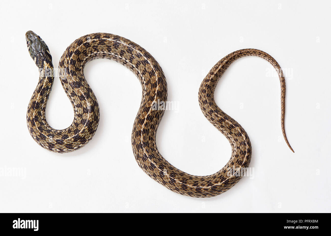 Chequered garter snake, Thamnophis marcianus. Stock Photo