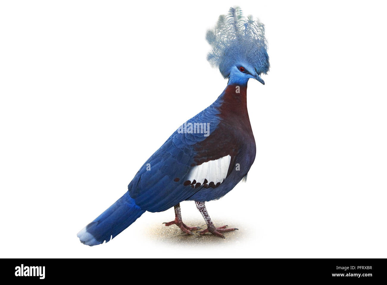 Scheepmaker's Crowned Pigeon (Goura scheepmakeri sclateri) showing blue crest head Stock Photo
