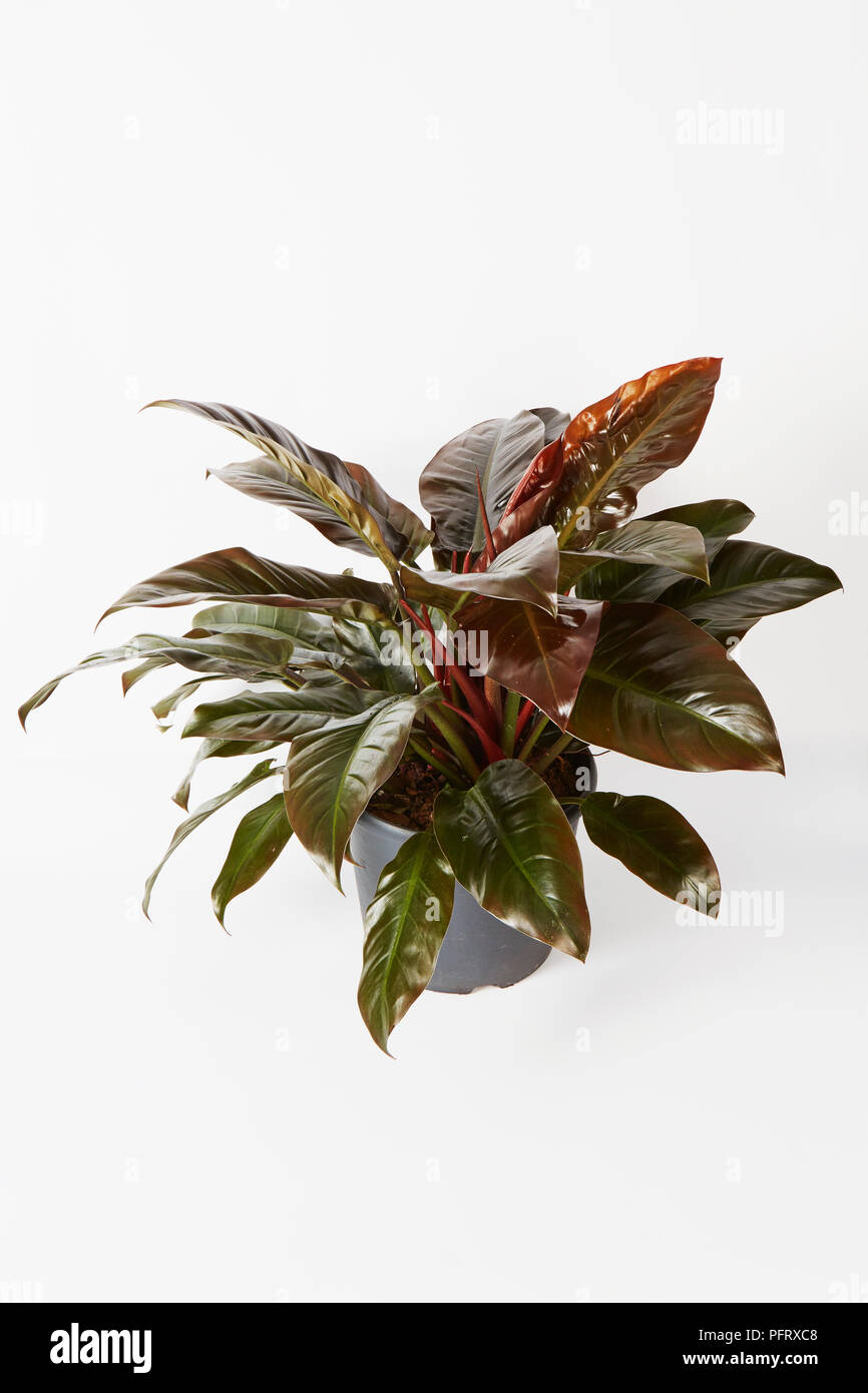 Philodendron erubescens plant Stock Photo