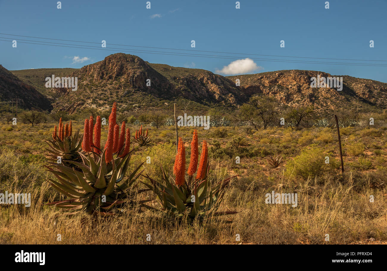 Karoo winter landscape with aloes in the Willowmore district South Africa Stock Photo