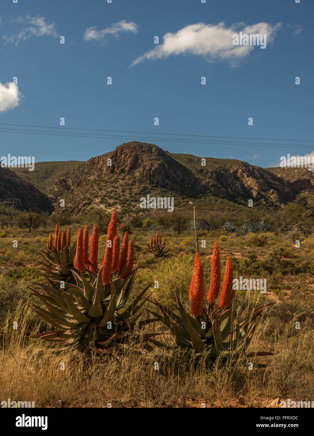 Karoo winter landscape with aloes in the Willowmore district South Africa Stock Photo