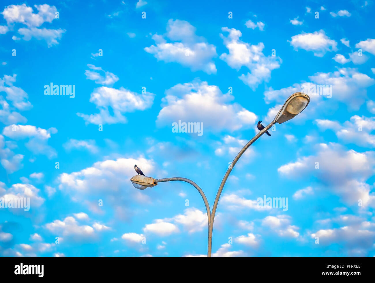 Two crows stationed on the streetlight against the background of blue sky with clouds. From Muscat, Oman. Stock Photo