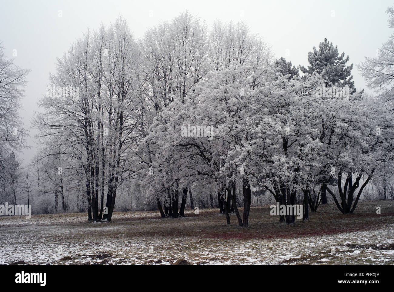 Patch of trees covered with Frost near Austerlitz battlefield, Czech Republic Stock Photo