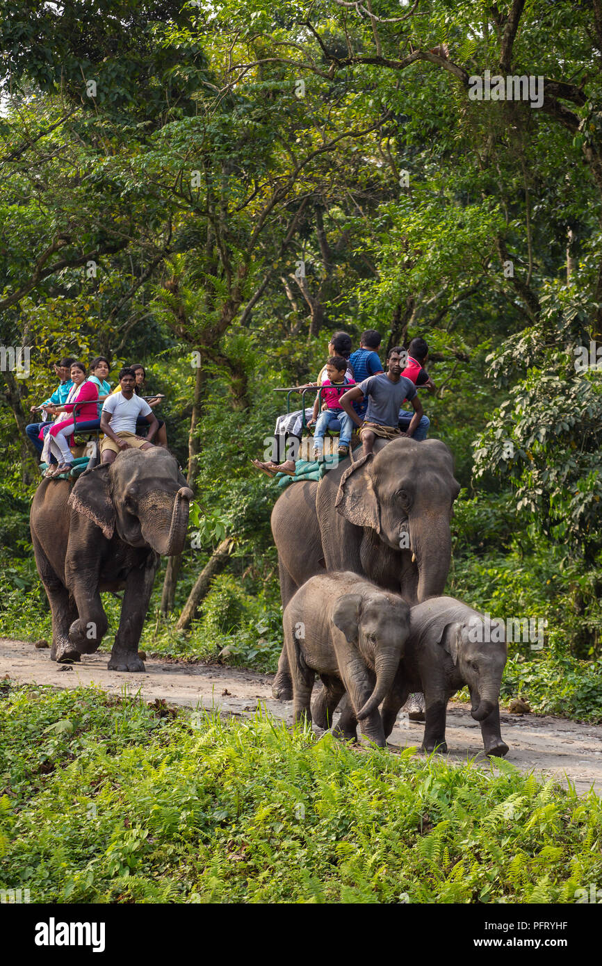 Jaldapara, India - May 5, 2017: Unidentified tourists riding the elepahant during safari in Jaldapara National Park, Assam, India. Stock Photo