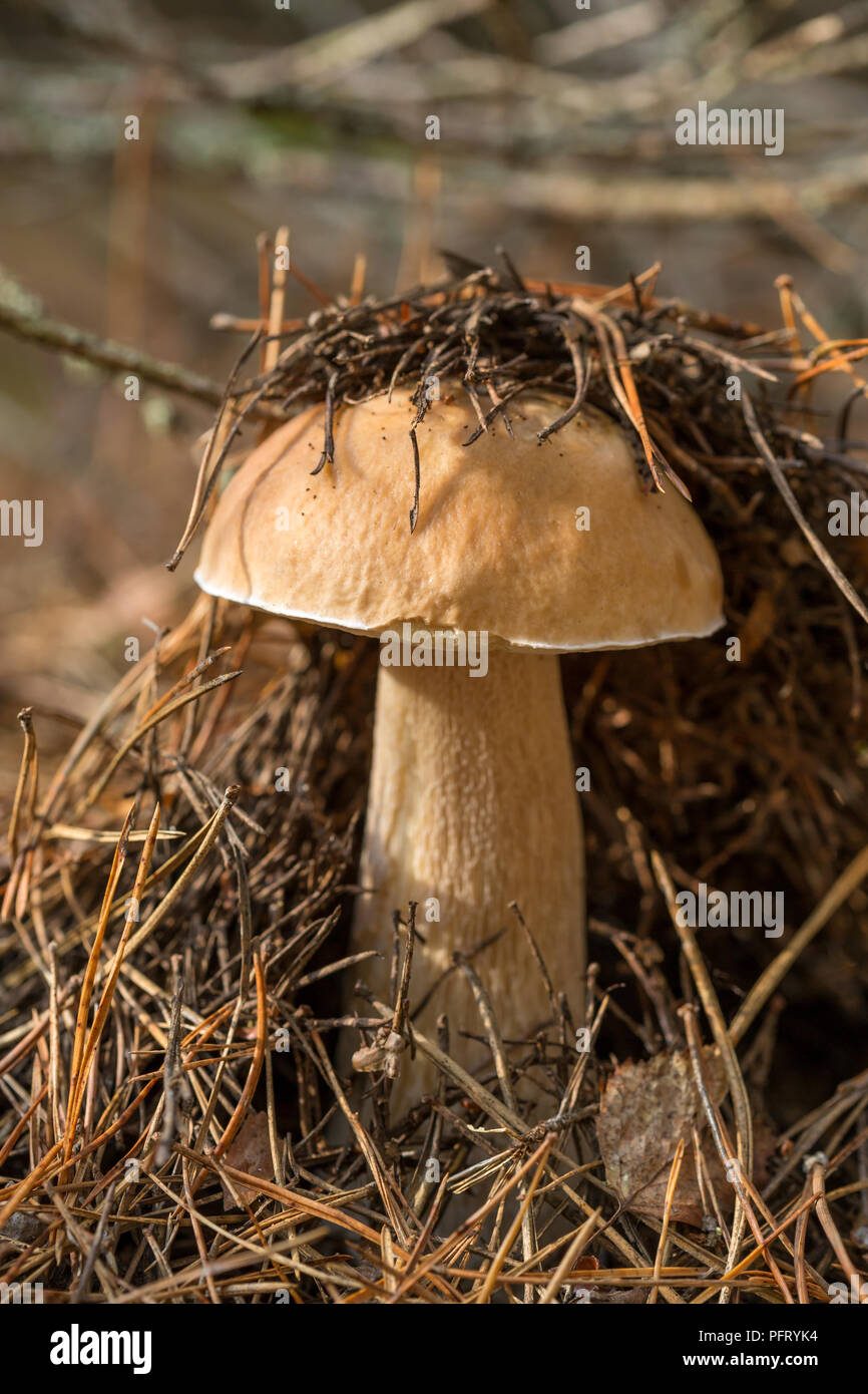Boletus edulis edible mushroom in the forest Stock Photo