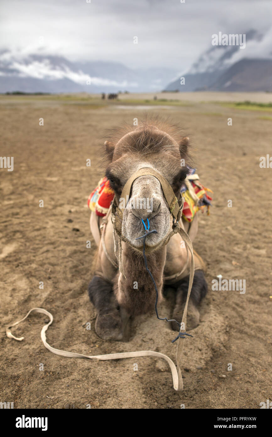 Camel portrait close-up. Camel safari in Nubra valley in Ladakh, India Stock Photo