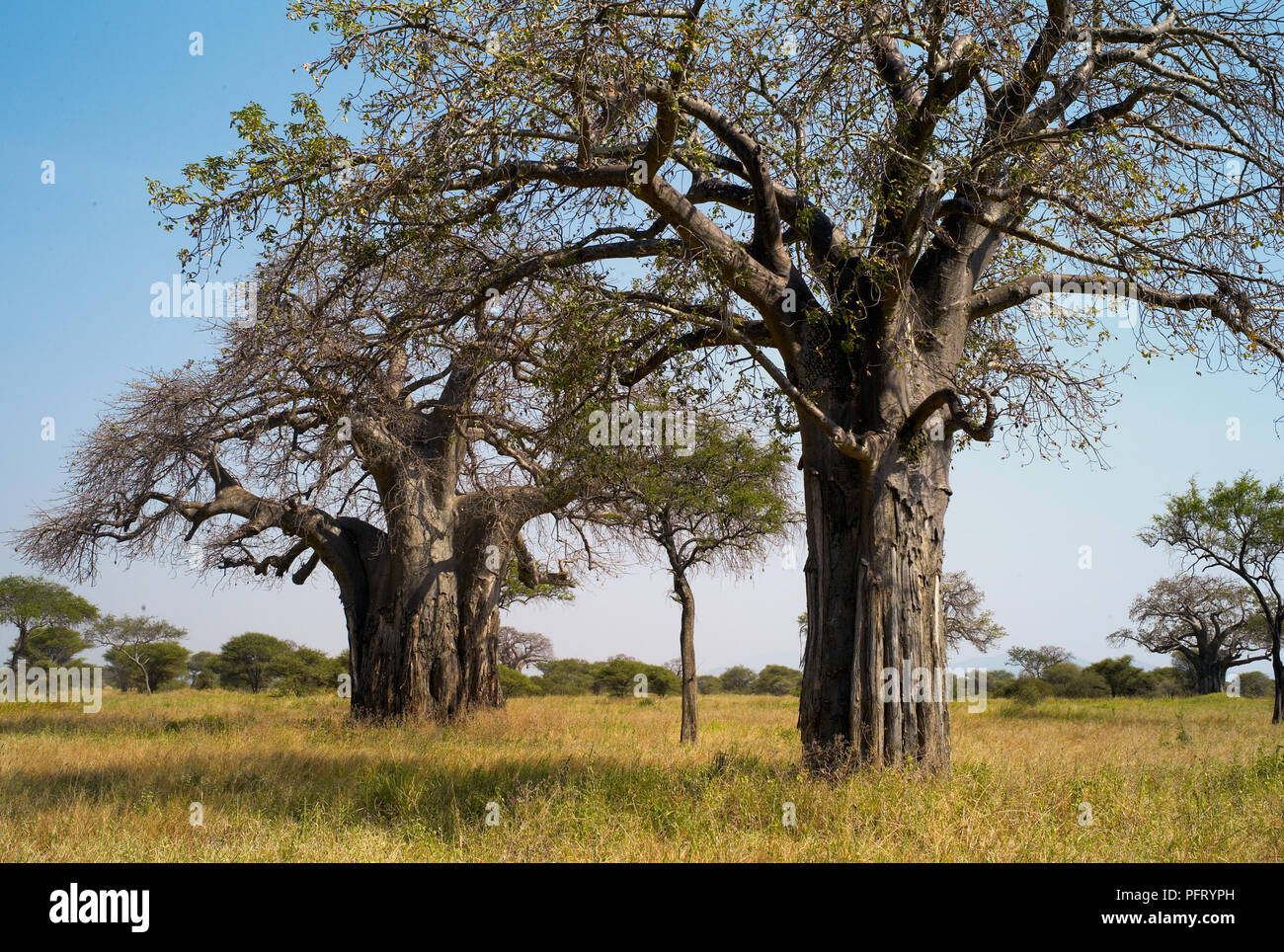 Two Mighty Baobab Trees in Tarangire National Park, Tanzania Stock Photo