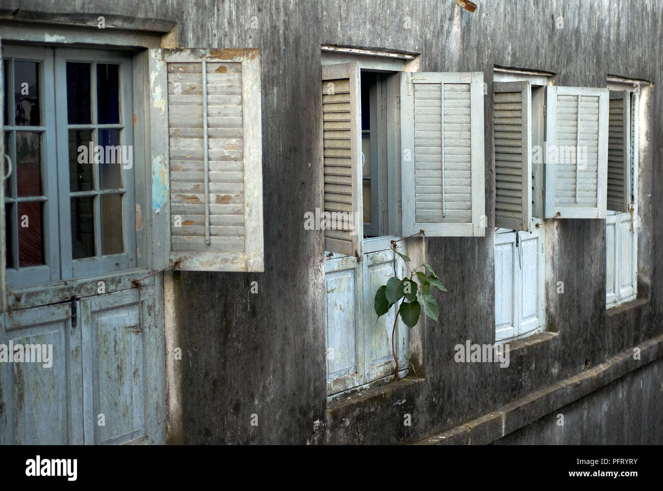 Plant Growing from a Facade, Stone Town, Zanzibar, Tanzania - A Concept for Resilience Stock Photo